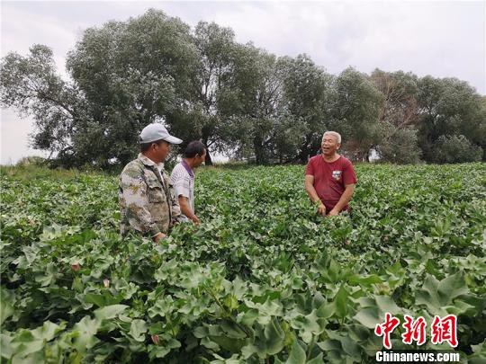 遠(yuǎn)改忠在棉花地里為連隊(duì)職工分享種植經(jīng)驗(yàn)。　安媛杰 攝