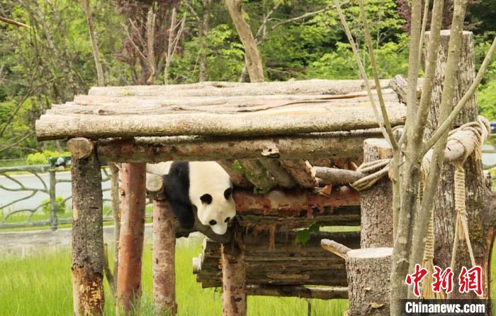 九寨溝熊貓園里的大熊貓?！【耪瘻峡h委宣傳部提供 攝