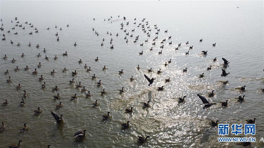 (新華全媒頭條·圖文互動)(12)長淮新“斗水”記——寫在新中國治淮70年之時