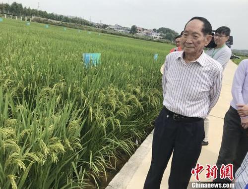 資料圖：袁隆平正在田間察看水稻生長情況。 唐小晴 攝